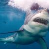 Aussie scientists discover shocking gap in great white shark research