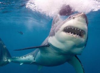 Aussie scientists discover shocking gap in great white shark research