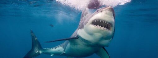 An Exclusive App That Uses Artificial Intelligence to Make Money Has Just Been Released to the Public